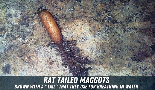 rat tailed maggot