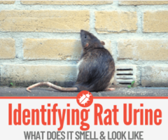 What Does Rat Urine Smell & Look like - How to Get Rid of It