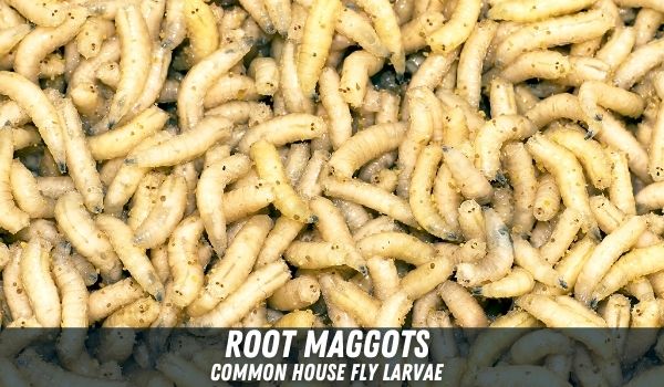 Maggot Control