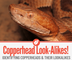 10 Snakes That Look Like Copperheads - Identification Guide