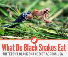 What do Black Snakes eat