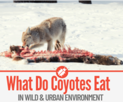 What Do Coyotes Eat - In Wild & City