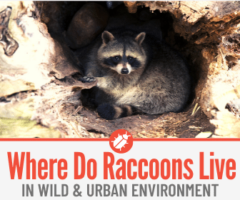 Where Do Raccoons Live , Nest & Sleep