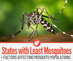 Best States with Least Mosquitoes & NO Mosquitoes
