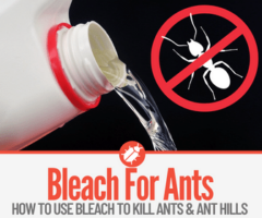 Does Bleach Kill Ants - How to Use Bleach For Ants!