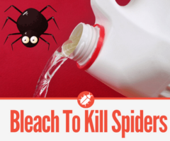 Does Bleach Kill Spiders - How to Use Bleach For Spiders!