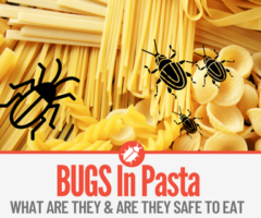 What Are the Bugs In my Pasta - Weevils In Pasta Boxes