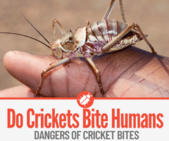 Do Crickets Bite Humans & Dangers of a Cricket Bite