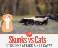 Do Skunks Attack,Eat & Kill Cats or Kittens?