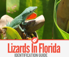 17 Lizards In Florida To Look Out For - Identification Guide