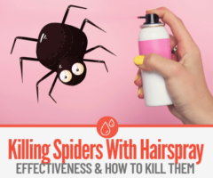 Does Hairspray Kill Spiders - How to Use Hairspray For Spiders!