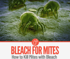 Does Bleach Kill Mites - Dust Mites,Animal,Spider & Mold Mites