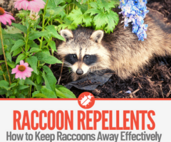 12 Natural Raccoon Repellents To Deter & Keep Raccoons Away