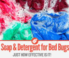 Laundry Soap & Detergent to Kill Bed Bugs -Extremely Effective!