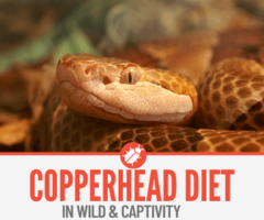 What do Copperhead Snakes Eat