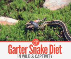 What Do Garter Snakes Eat & Feeding your Pet Garter Snake
