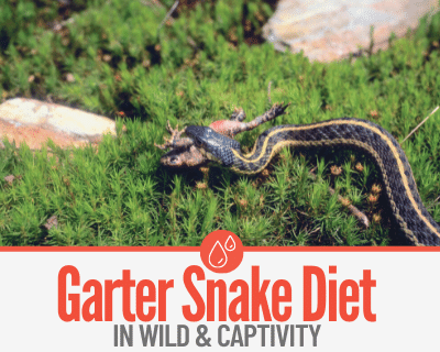 what do garter snakes eat as food
