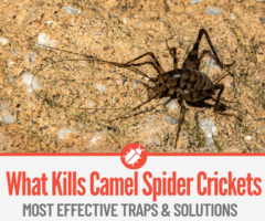 What Kills Camel Spider Crickets, How to Kill them &Best Traps