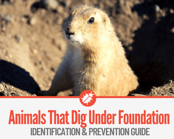 7 Animals That Burrows & Digs Under Concrete Foundation