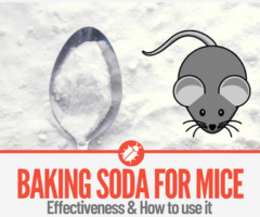 Does Baking Soda Kill Mice - How to Use Baking Soda For Mice!