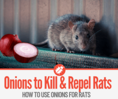 Does Onions Kill Rats - How to Use Onions For Rats!