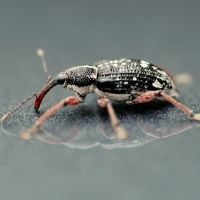 Weevils