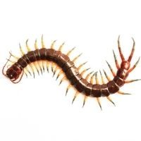 centipedes