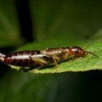 earwig