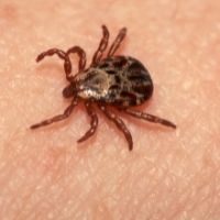 ticks